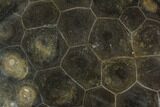 Polished Fossil Coral (Actinocyathus) - Morocco #90243-1